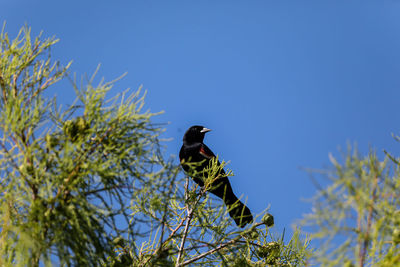 Male red-wing blackbird agelaius phoeniceus perches on the tall reeds and grass in a pond in naples