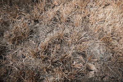 Full frame shot of dry plants on field