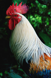 Close-up of rooster