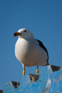 Close-up of seagull perching on roof