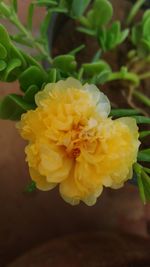 Close-up of yellow rose flower