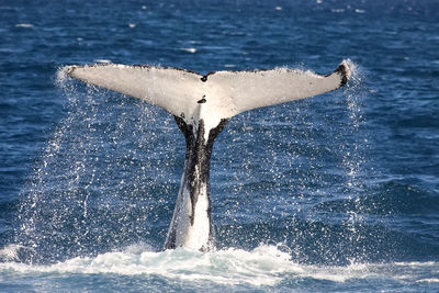 Humpback whale fluke diving