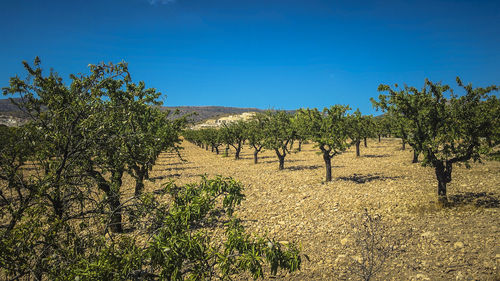 Scenic view of trees in orchard against clear sky 