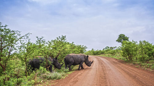 Rhinoceroses walking on dirt road