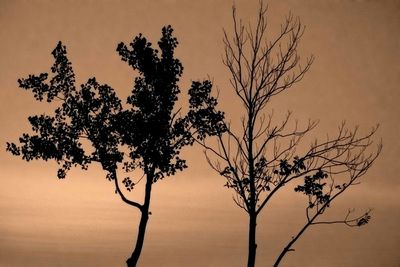 Silhouette of tree at sunset