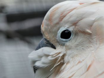 Close-up of a bird