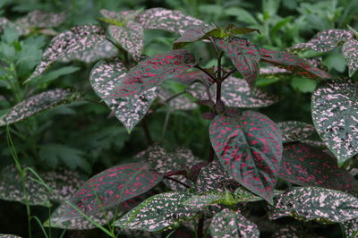 Detail shot of green leaves