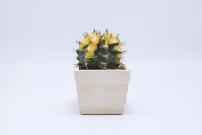 Close-up of potted plant