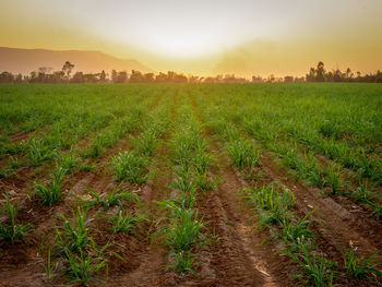 Scenic view of field against sky during sunset