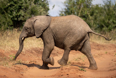 Elephant drinking water