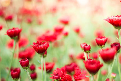 Close-up of red flowering plants