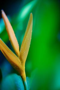 Close-up of wet flower
