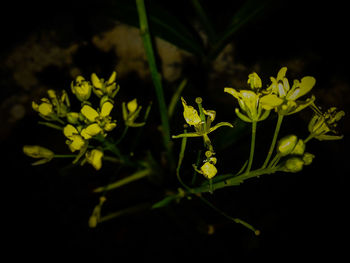 Close-up of plants at night