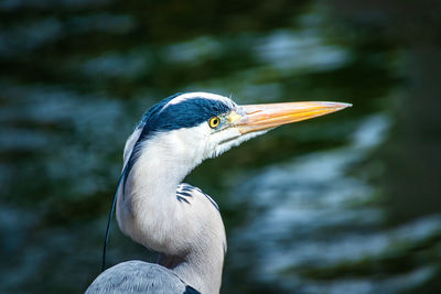 Close-up of a bird