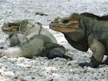Close-up of crab on beach