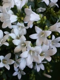 Close-up of white flowering plants