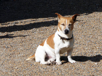 Portrait of dog