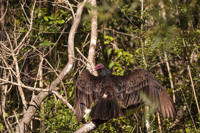 Turkey vulture cathartes aura perches on deadwood in a marsh in the crew bird rookery in naples