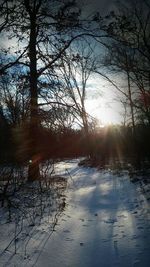 Sun shining through trees