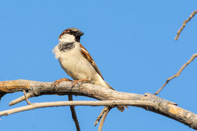 Low angle view of bird perching on tree