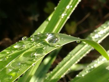 Close-up of insect on plant