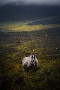 Sheep grazing on field