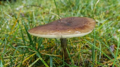 Close-up of fly agaric mushroom