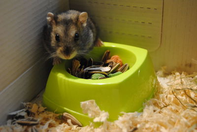 Portrait of hamster over container in box
