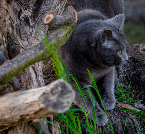 Monkey in a forest