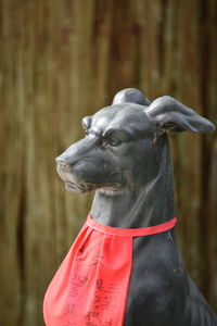 Close-up of a dog looking away