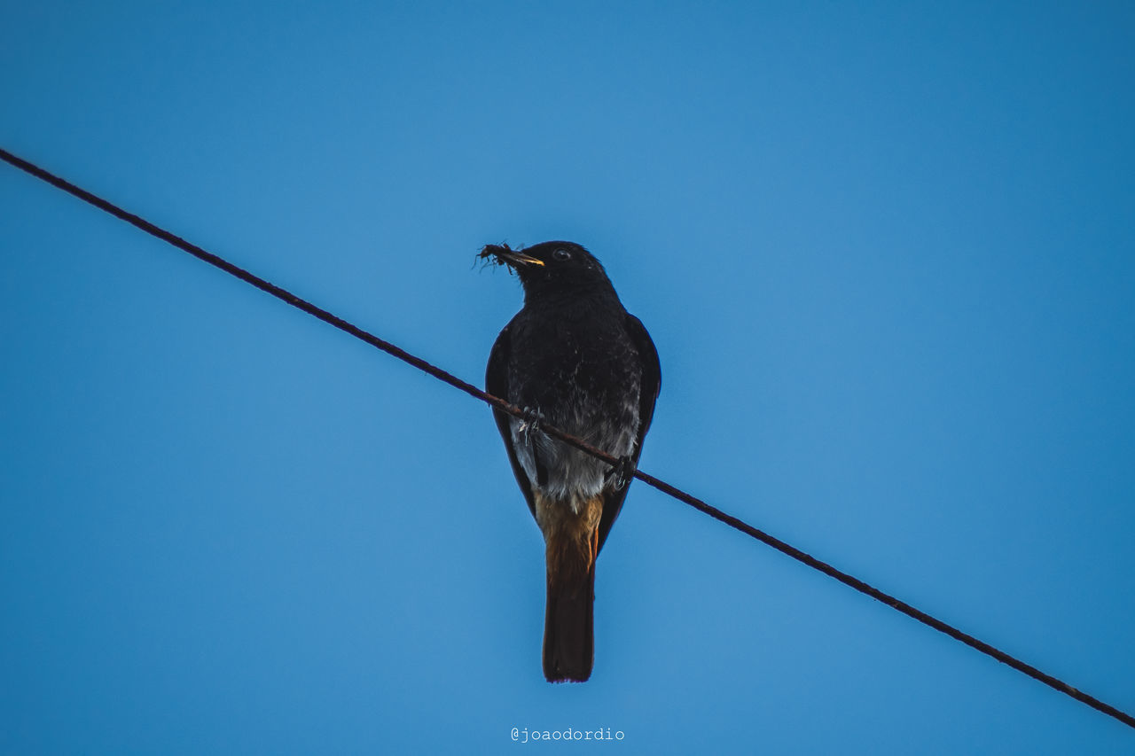 LOW ANGLE VIEW OF BIRD PERCHING ON A CABLE