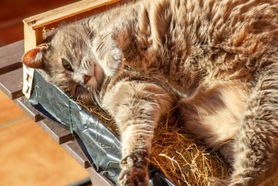 An old cat  laying on wood box, old age pets with beautiful face.old friends concept