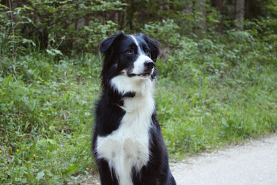 View of dog looking away