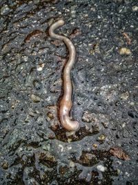 Close-up of a lizard on ground