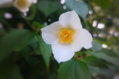 Close-up of white flower