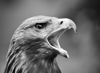 Close-up of eagle