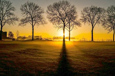 Bare trees on field at sunset