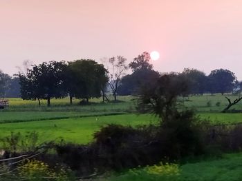 Trees on field against sky