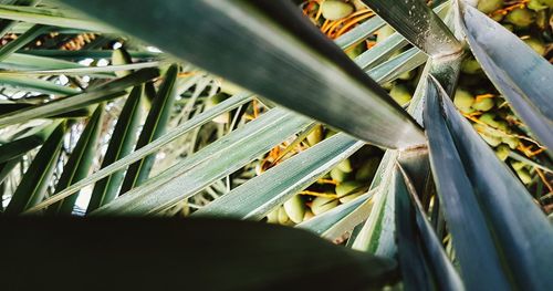 Close-up of palm tree