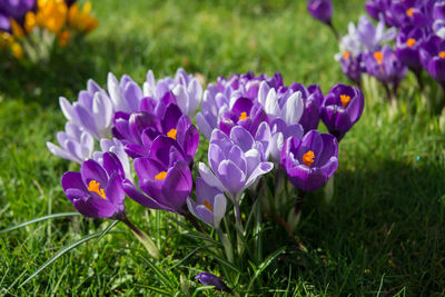 Close-up of purple crocus flowers on field