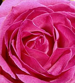 Close-up of pink rose