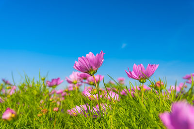 Close-up of pink flowers blooming on field