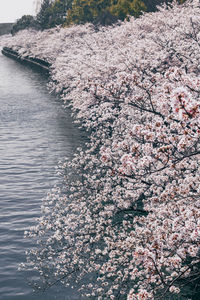 Cherry blossoms in spring