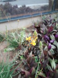 Close-up of yellow flowers
