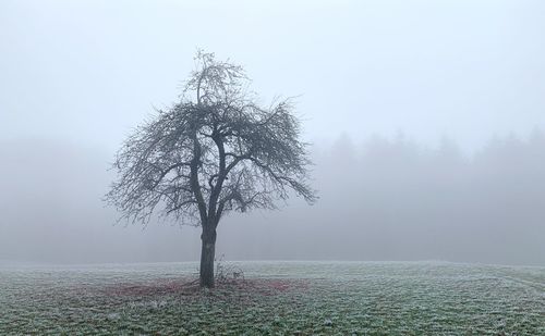 Tree on snow covered field against sky