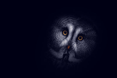 Portrait of owl on black background