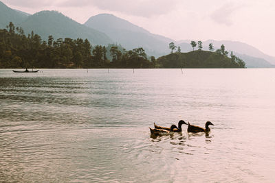 Three ducks on lut tawar lake