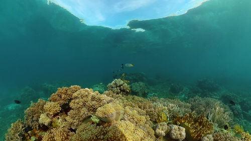View of coral swimming in sea