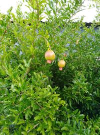 Close-up of fruits on tree