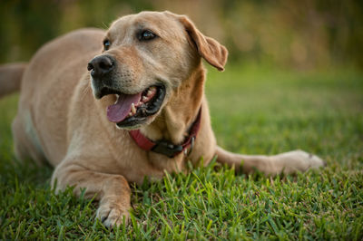 Close-up of dog resting on grass